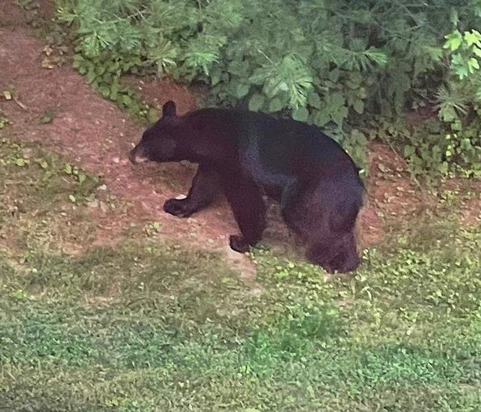 Black bear in backyard on a sunny afternoon